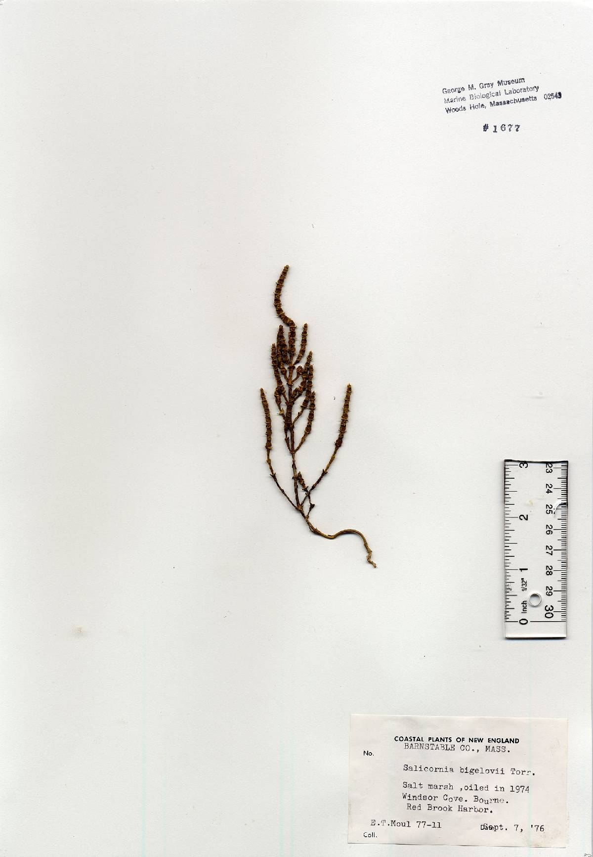 Salicornia bigelovii image