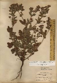 Potentilla norvegica image