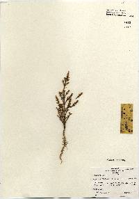 Image of Salicornia bigelovii