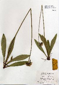 Image of Hieracium caespitosum