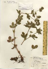 Potentilla norvegica image