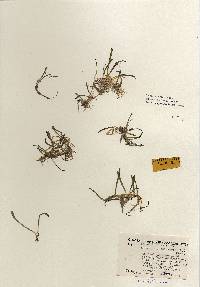 Image of Lilaeopsis chinensis