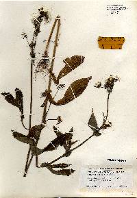 Sonchus asper image