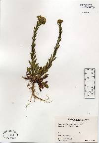 Image of Lepidium campestre