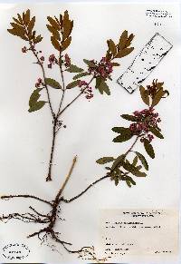 Kalmia angustifolia image