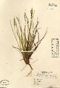 Dichanthelium acuminatum ssp. columbianum image