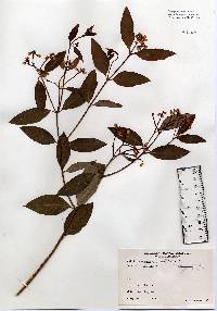 Image of Apocynum androsaemifolium