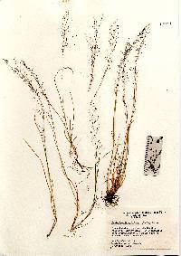 Image of Muhlenbergia uniflora