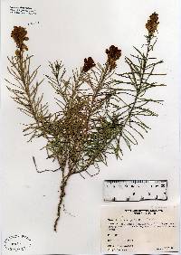 Image of Linaria vulgaris