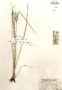 Cyperus dentatus image