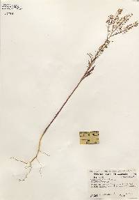 Lepidium virginicum image