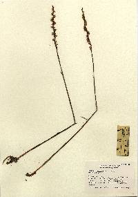 Image of Spiranthes lacera