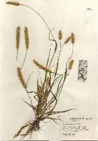 Setaria pumila image