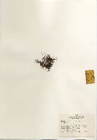 Limosella australis image