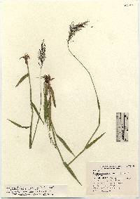 Dichanthelium acuminatum subsp. spretum image