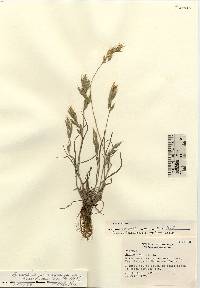 Bromus hordeaceus image