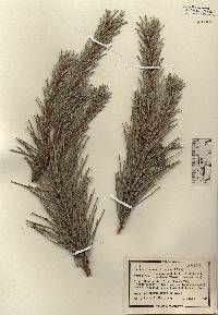 Pinus sylvestris image