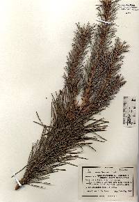 Pinus sylvestris image