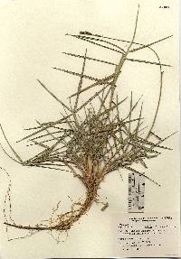 Image of Elymus trachycaulus