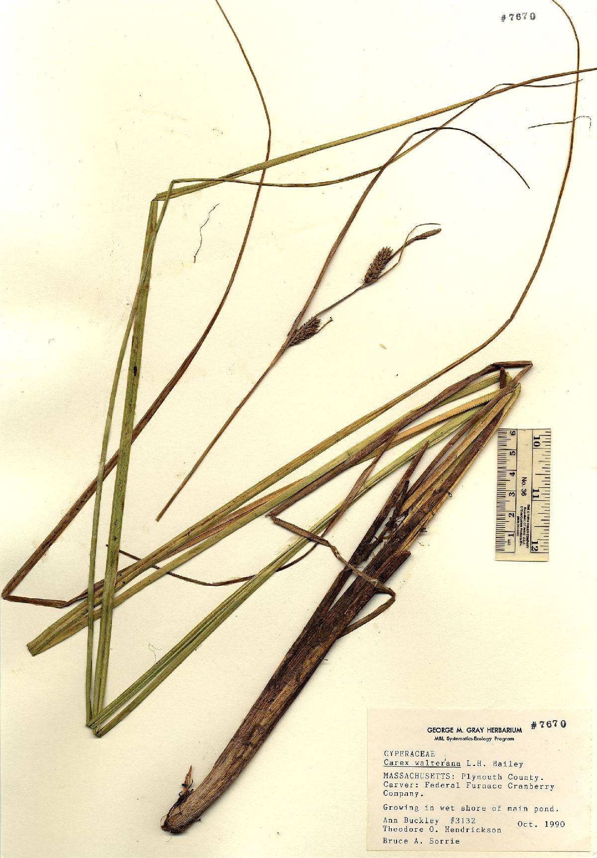 Carex striata var. brevis image