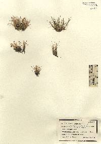 Eleocharis parvula image