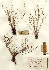 Juncus bufonius image