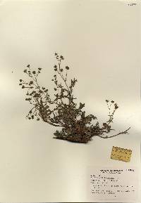 Potentilla argentea image