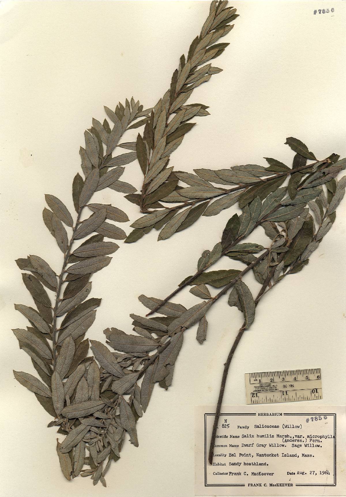 Salix caroliniana image