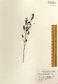 Helianthemum bicknellii image