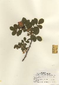 Rosa rugosa image