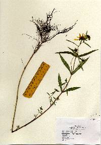 Image of Bidens laevis