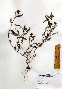 Bidens connata image