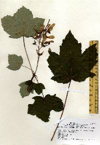 Acer pseudoplatanus image