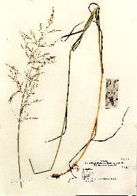 Poa palustris image