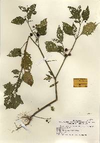 Solanum nigrum image