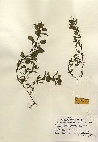 Ludwigia palustris image