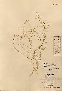 Image of Arenaria serpyllifolia