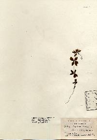 Galium triflorum image