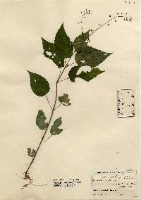 Circaea intermedia image