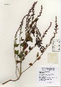 Atriplex prostrata image