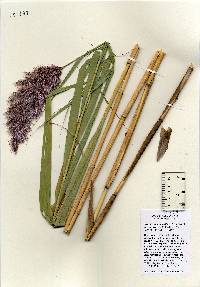 Phragmites australis image