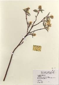 Amelanchier spicata image