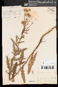 Cirsium arvense var. integrifolium image