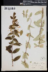 Lonicera japonica image