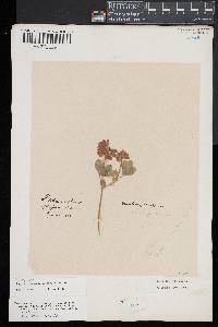 Image of Trifolium reflexum