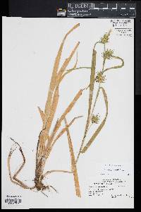 Carex folliculata image