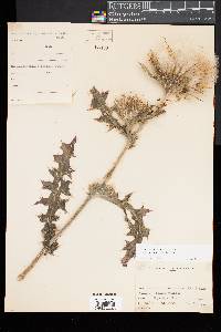 Cirsium horridulum image