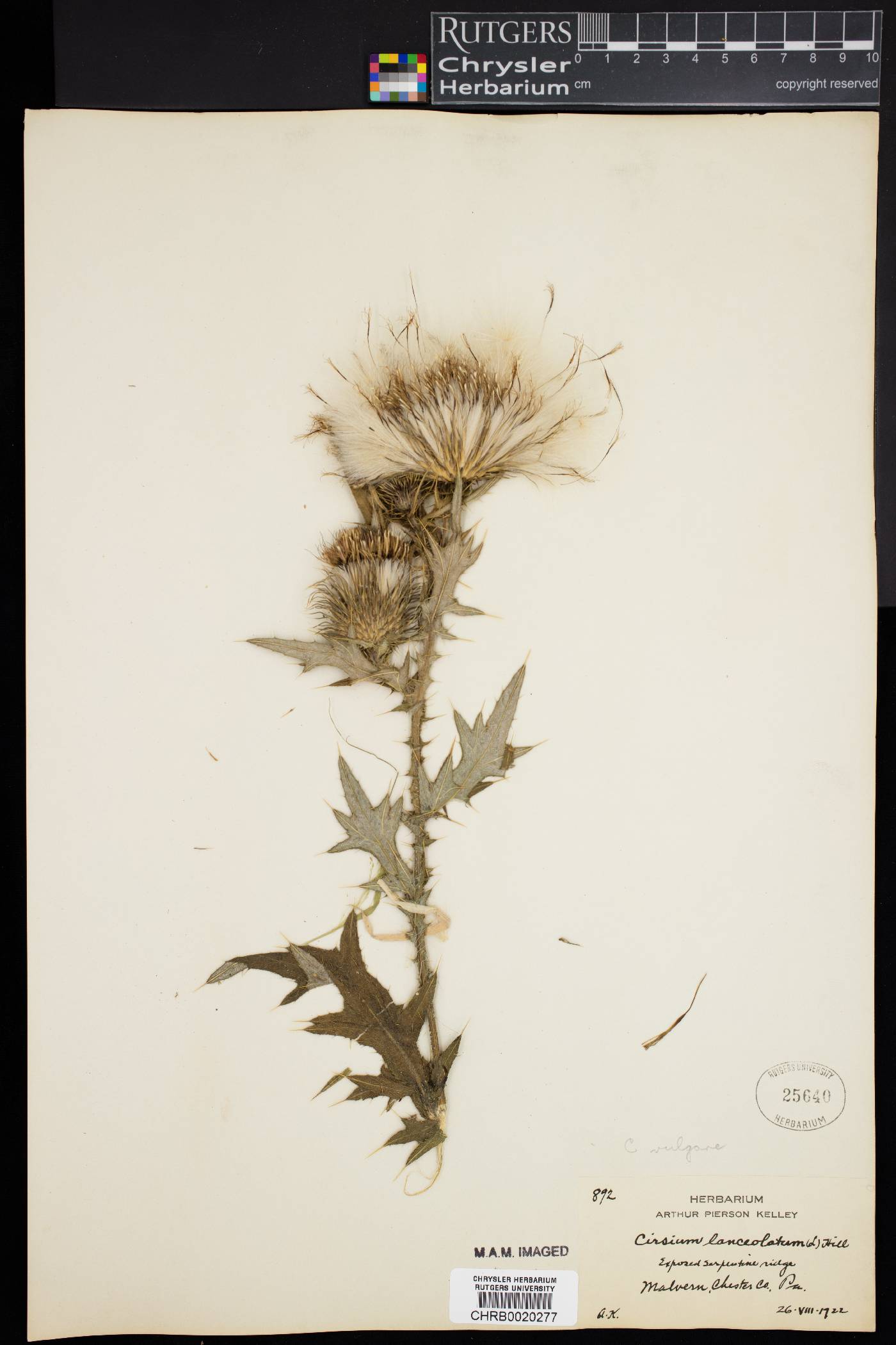 Cirsium vulgare image