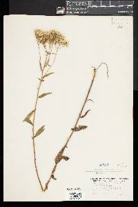 Eupatorium album image