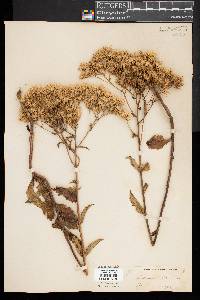 Eupatorium album image